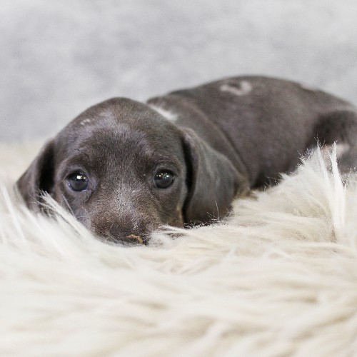 puppy, for, sale, Dachshund, Melvin  King, dog, breeder, Honey Brook, PA, dog-breeder, puppy-for-sale, forsale, nearby, find, puppyfind, locator, puppylocator, aca