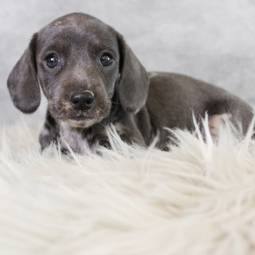 puppy, for, sale, Dachshund, Melvin  King, dog, breeder, Honey Brook, PA, dog-breeder, puppy-for-sale, forsale, nearby, find, puppyfind, locator, puppylocator, aca