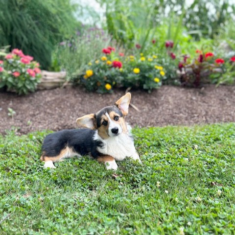 puppy, for, sale, Pembroke Welsh Corgi, Melvin  King, dog, breeder, Honey Brook, PA, dog-breeder, puppy-for-sale, forsale, nearby, find, puppyfind, locator, puppylocator, aca