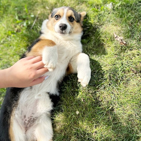 puppy, for, sale, Pembroke Welsh Corgi, Melvin  King, dog, breeder, Honey Brook, PA, dog-breeder, puppy-for-sale, forsale, nearby, find, puppyfind, locator, puppylocator, aca