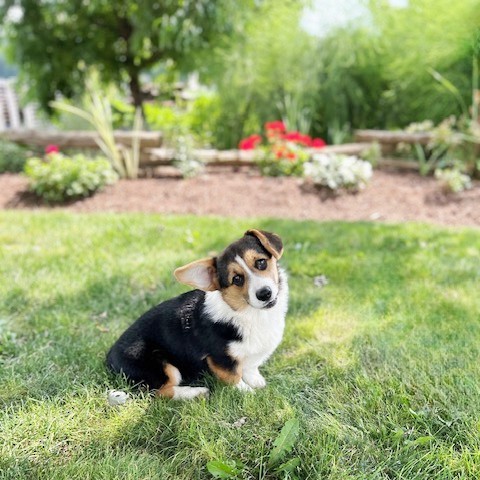 puppy, for, sale, Pembroke Welsh Corgi, Melvin  King, dog, breeder, Honey Brook, PA, dog-breeder, puppy-for-sale, forsale, nearby, find, puppyfind, locator, puppylocator, aca