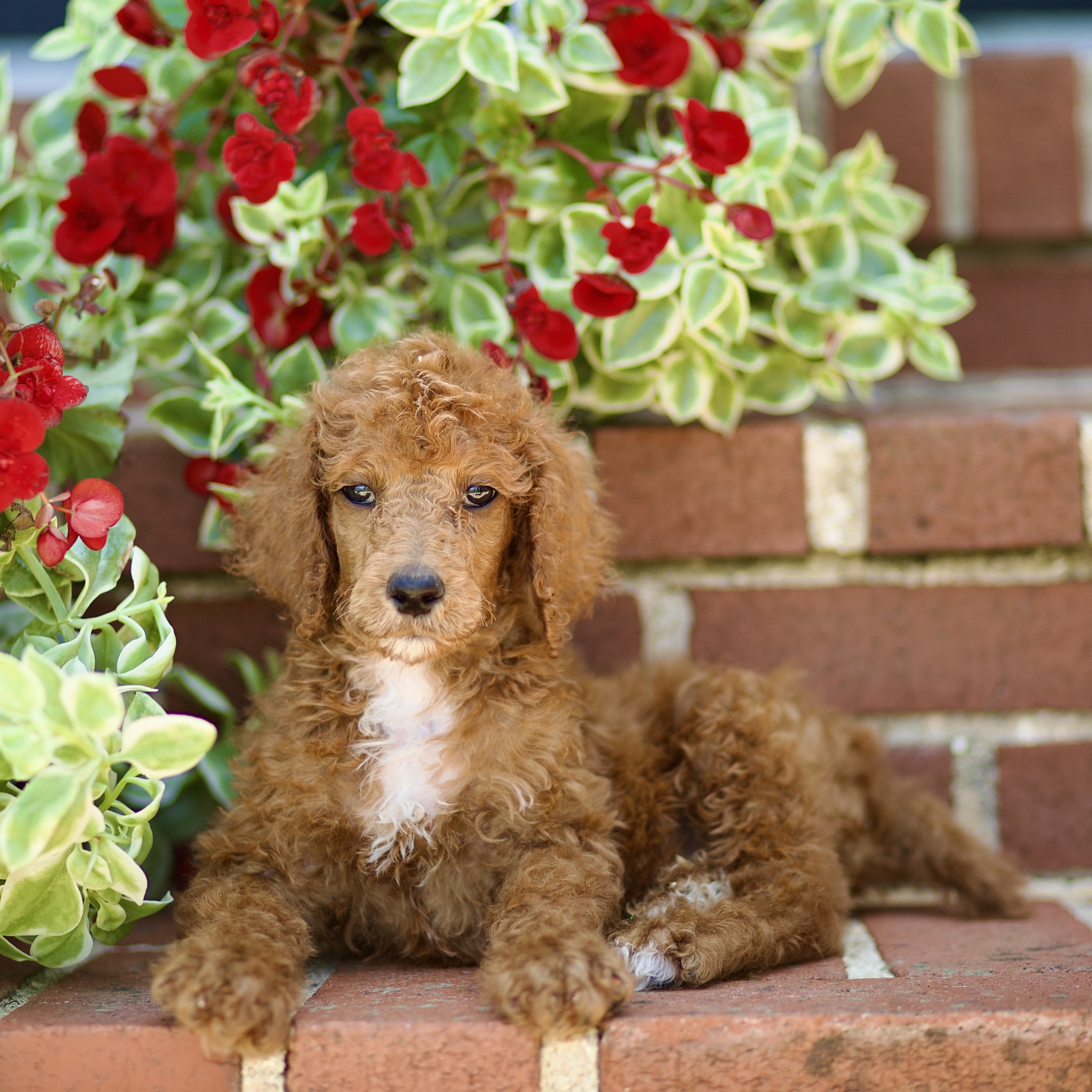 puppy, for, sale, Standard Poodle, John  Stoltzfus, dog, breeder, Christiana, PA, dog-breeder, puppy-for-sale, forsale, nearby, find, puppyfind, locator, puppylocator, aca