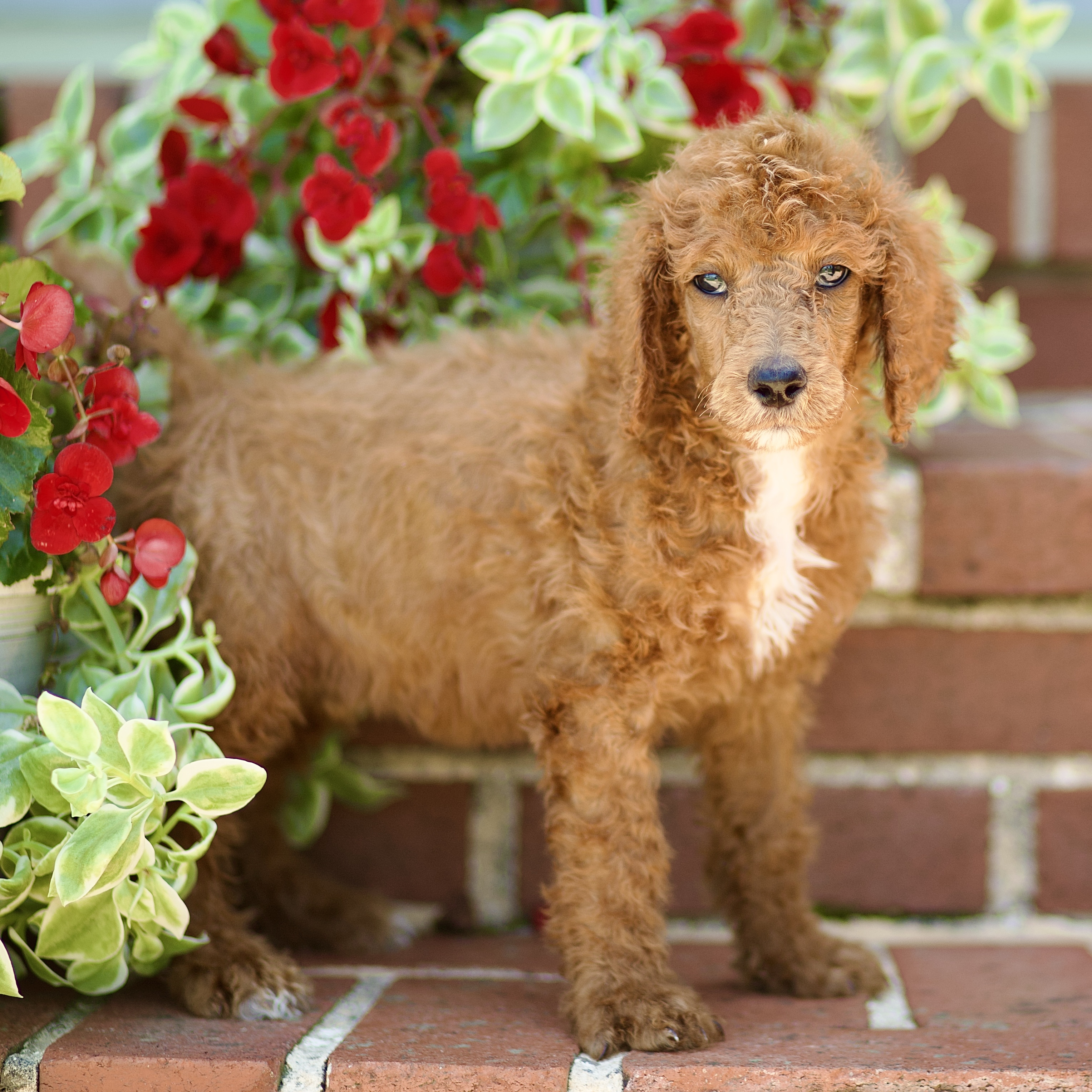 puppy, for, sale, Standard Poodle, John  Stoltzfus, dog, breeder, Christiana, PA, dog-breeder, puppy-for-sale, forsale, nearby, find, puppyfind, locator, puppylocator, aca