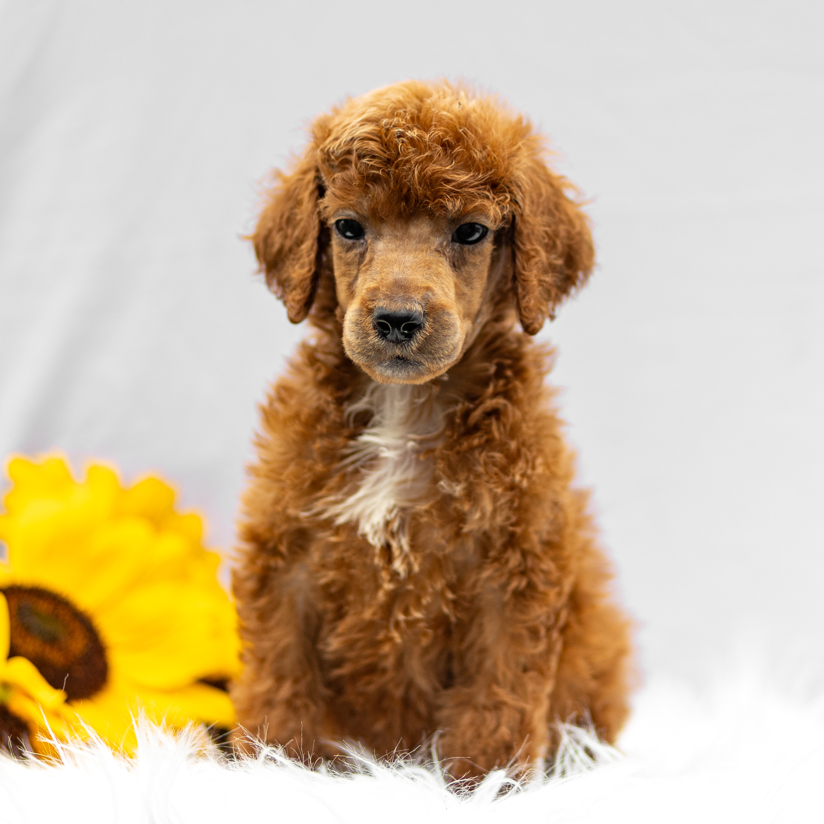 puppy, for, sale, Standard Poodle, John  Stoltzfus, dog, breeder, Christiana, PA, dog-breeder, puppy-for-sale, forsale, nearby, find, puppyfind, locator, puppylocator, aca