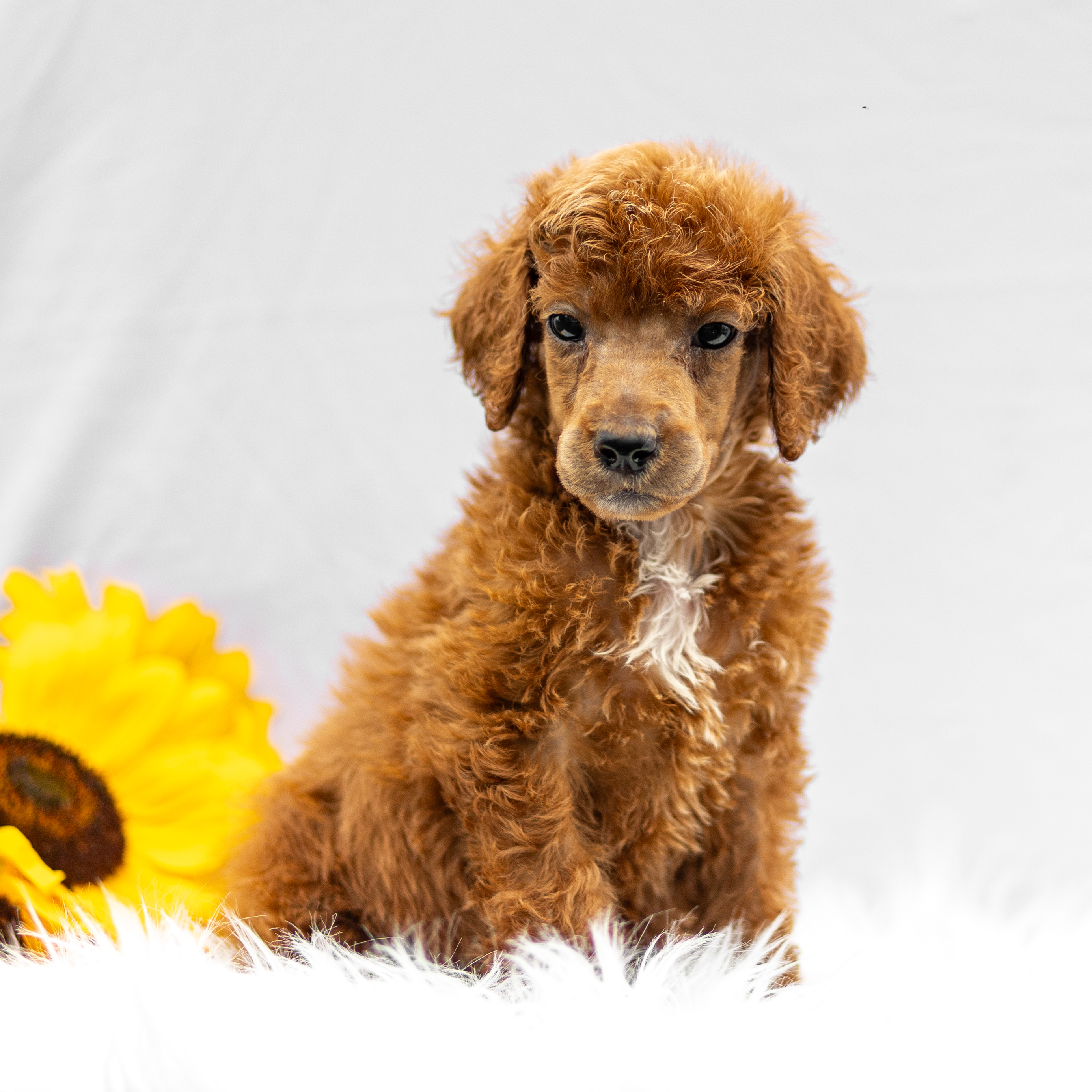 puppy, for, sale, Standard Poodle, John  Stoltzfus, dog, breeder, Christiana, PA, dog-breeder, puppy-for-sale, forsale, nearby, find, puppyfind, locator, puppylocator, aca