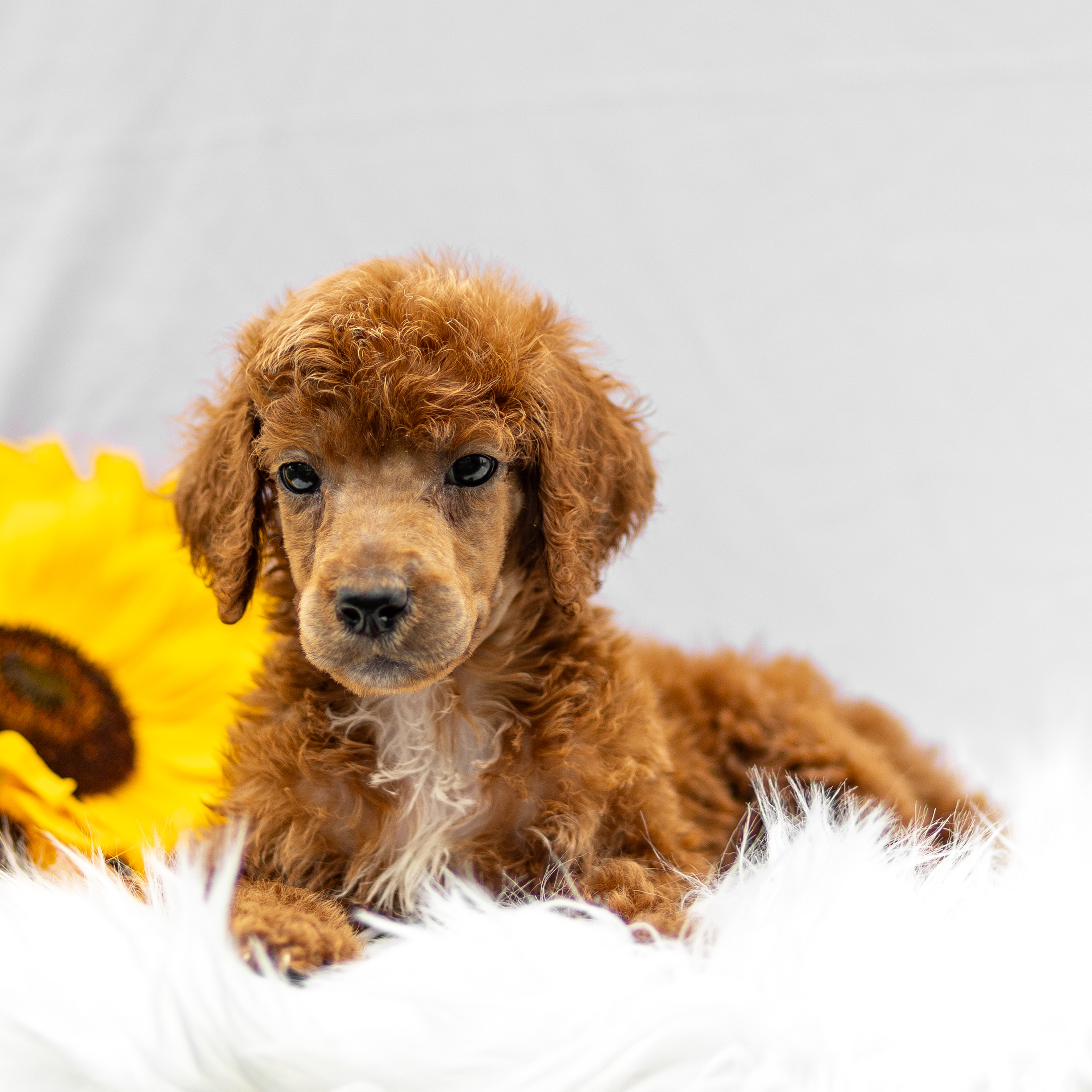 puppy, for, sale, Standard Poodle, John  Stoltzfus, dog, breeder, Christiana, PA, dog-breeder, puppy-for-sale, forsale, nearby, find, puppyfind, locator, puppylocator, aca