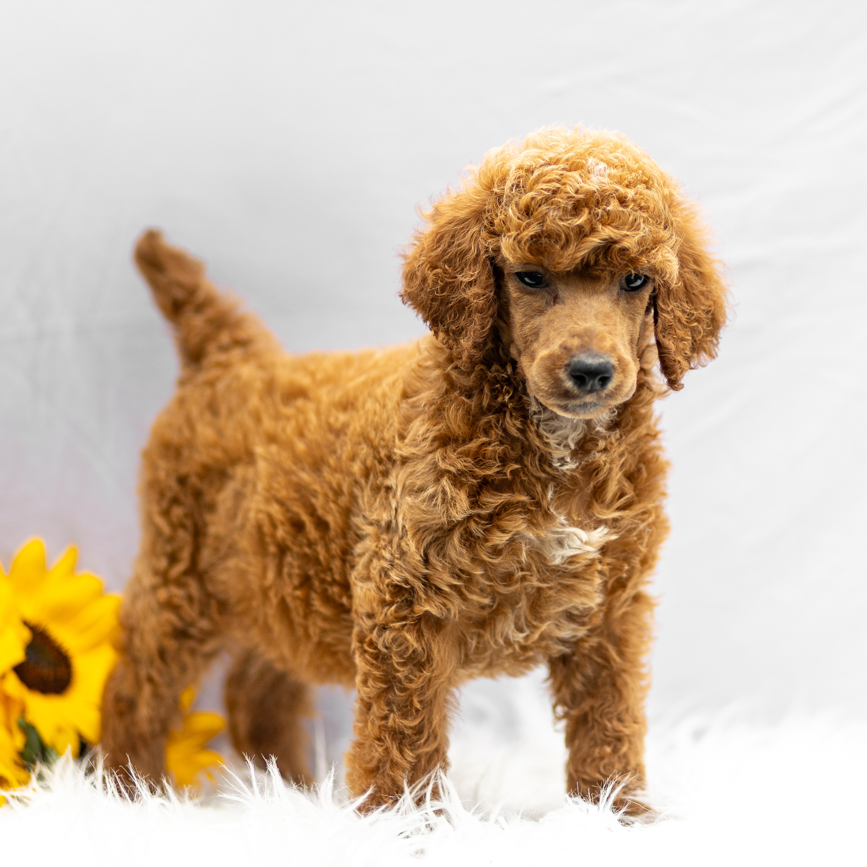 puppy, for, sale, Standard Poodle, John  Stoltzfus, dog, breeder, Christiana, PA, dog-breeder, puppy-for-sale, forsale, nearby, find, puppyfind, locator, puppylocator, aca