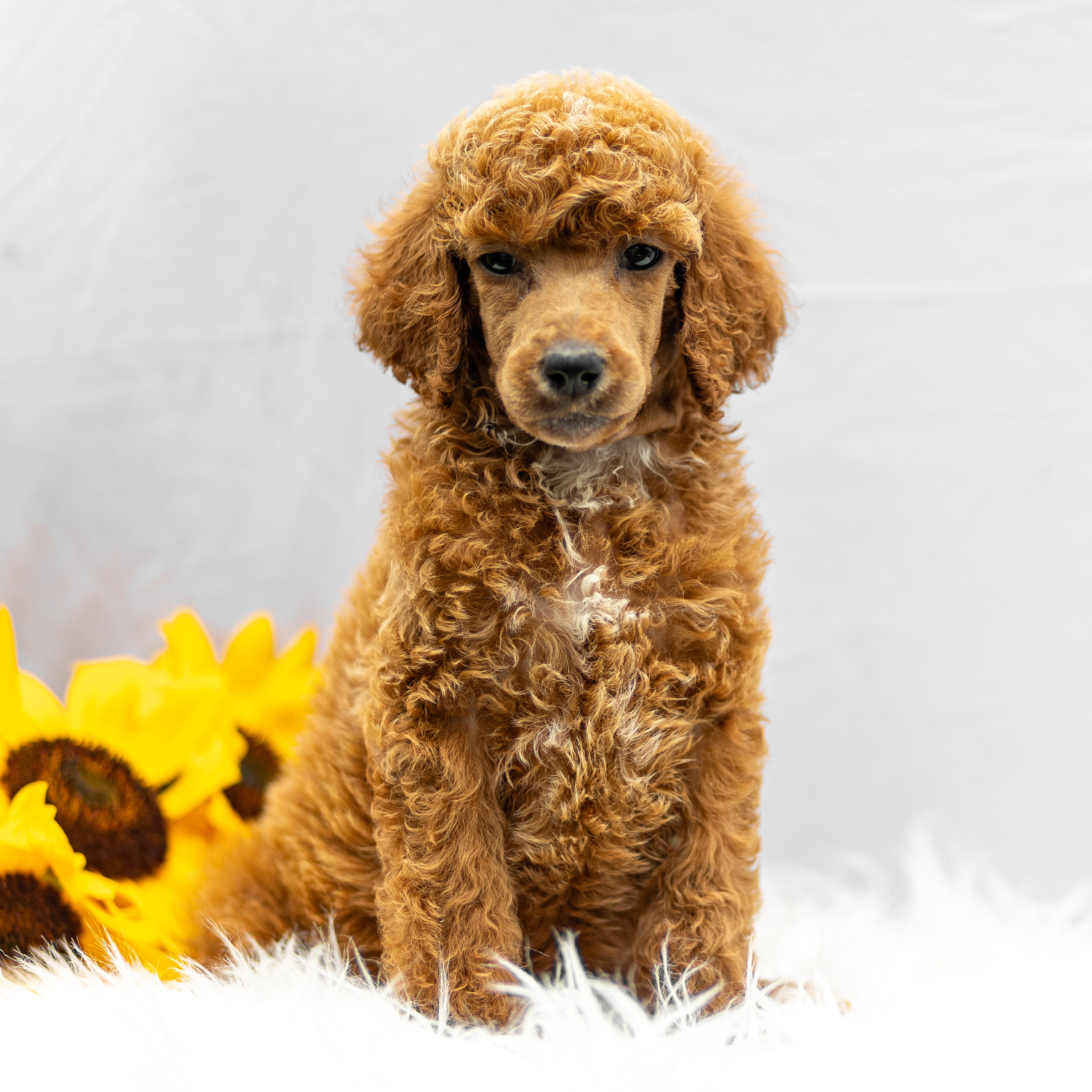 puppy, for, sale, Standard Poodle, John  Stoltzfus, dog, breeder, Christiana, PA, dog-breeder, puppy-for-sale, forsale, nearby, find, puppyfind, locator, puppylocator, aca