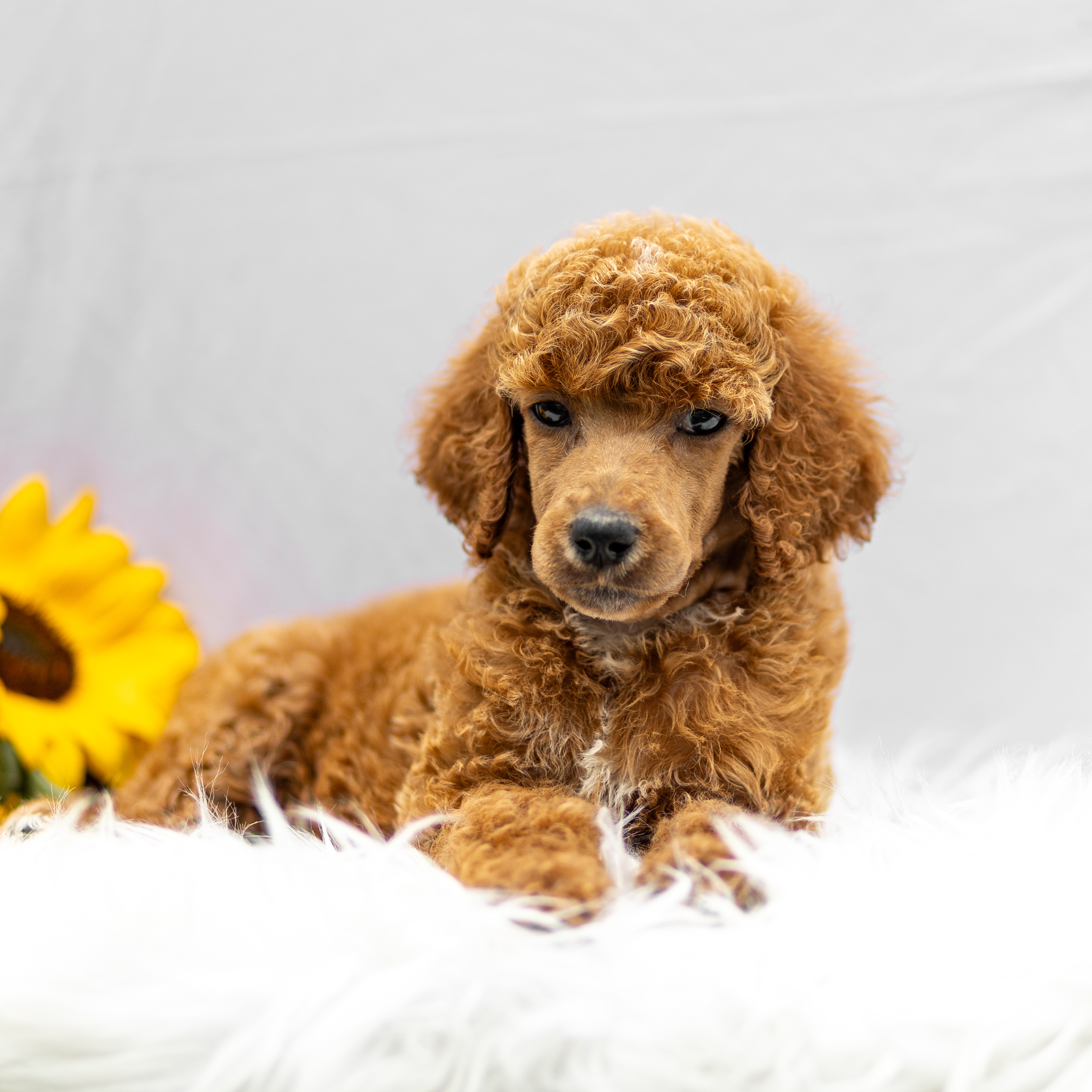 puppy, for, sale, Standard Poodle, John  Stoltzfus, dog, breeder, Christiana, PA, dog-breeder, puppy-for-sale, forsale, nearby, find, puppyfind, locator, puppylocator, aca