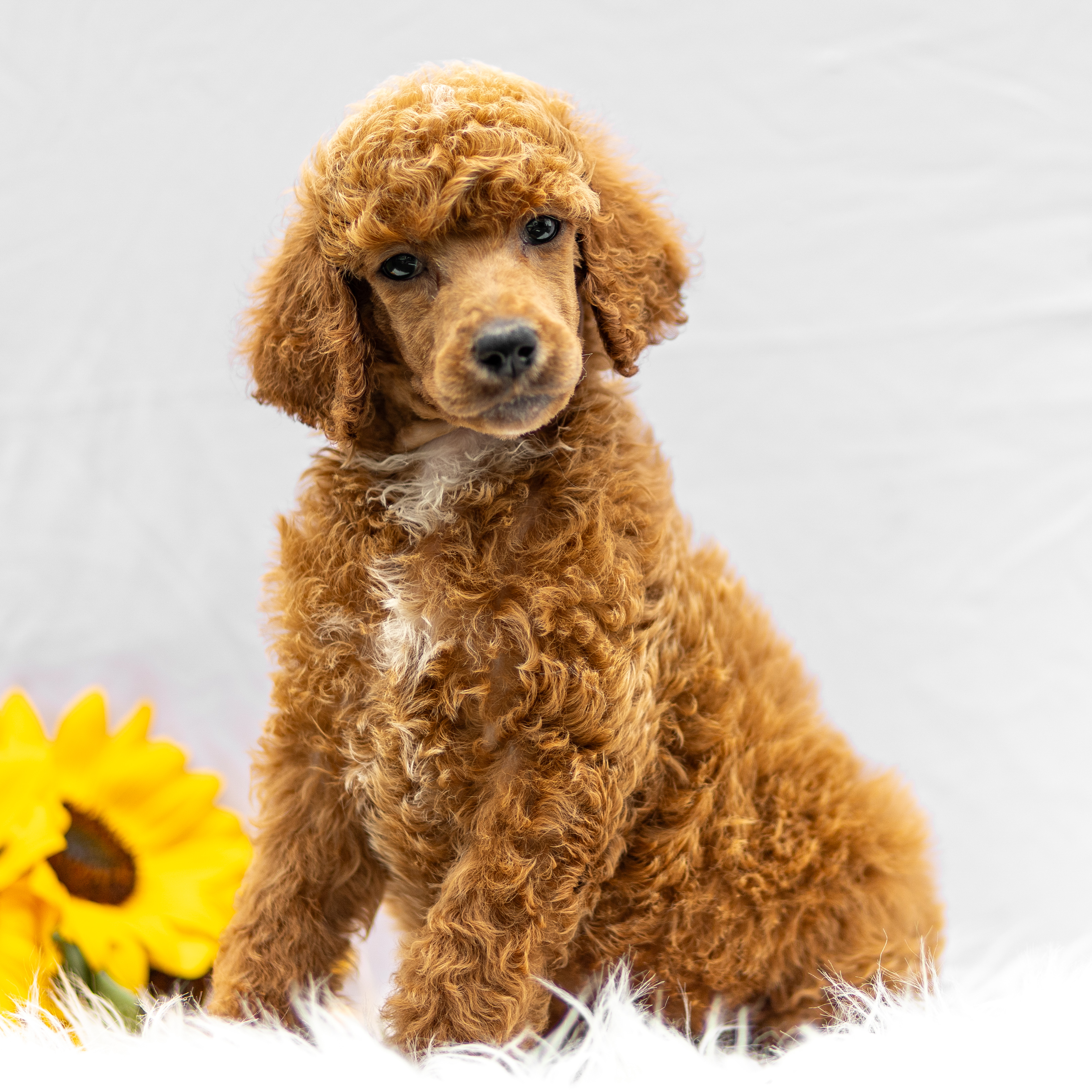 puppy, for, sale, Standard Poodle, John  Stoltzfus, dog, breeder, Christiana, PA, dog-breeder, puppy-for-sale, forsale, nearby, find, puppyfind, locator, puppylocator, aca