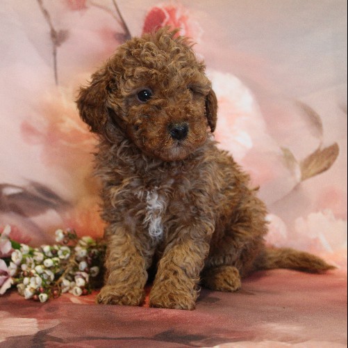 puppy, for, sale, Toy Poodle, Melvin  Fisher, dog, breeder, Coatesville, PA, dog-breeder, puppy-for-sale, forsale, nearby, find, puppyfind, locator, puppylocator, aca
