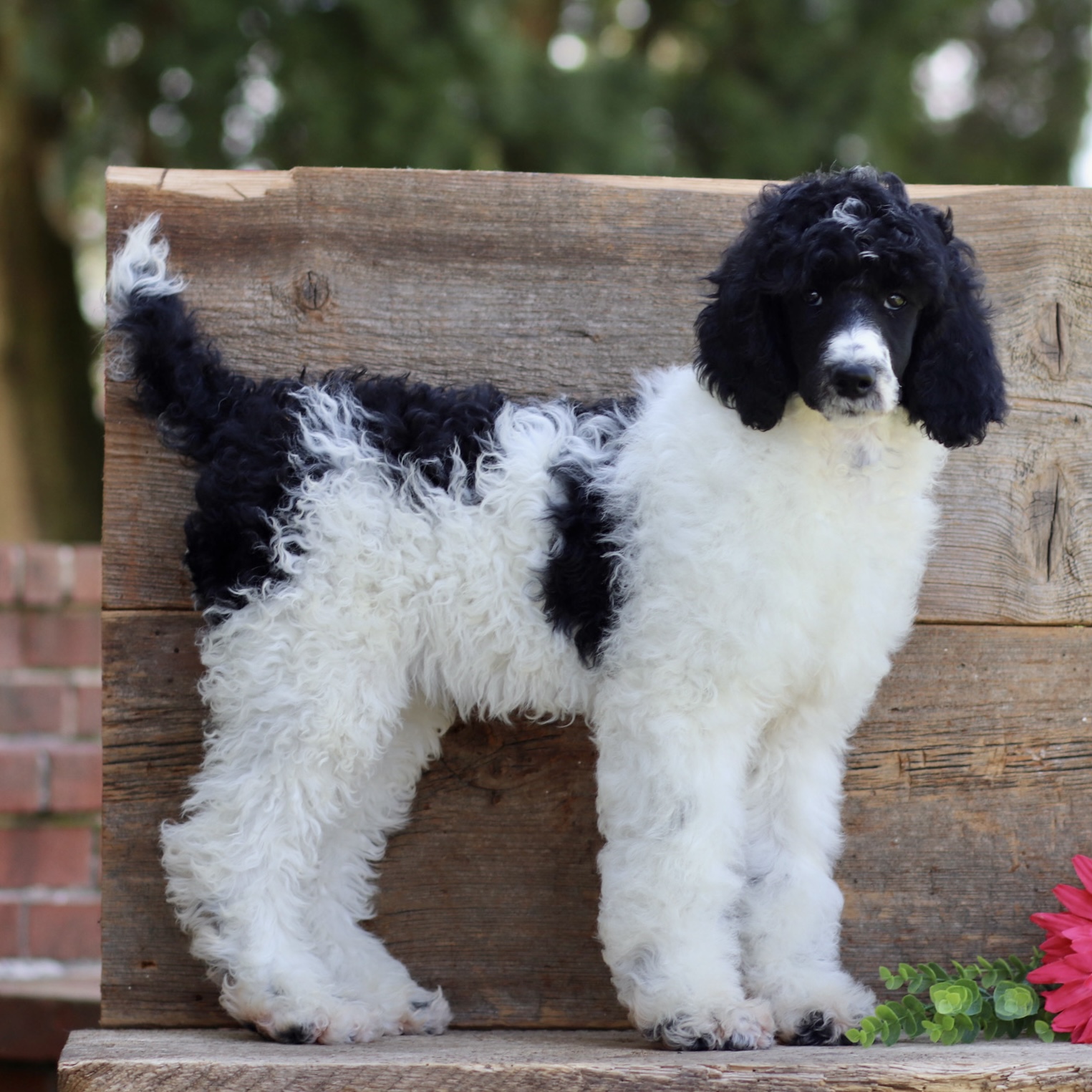 puppy, for, sale, Standard Poodle, John  Stoltzfus, dog, breeder, Christiana, PA, dog-breeder, puppy-for-sale, forsale, nearby, find, puppyfind, locator, puppylocator, aca