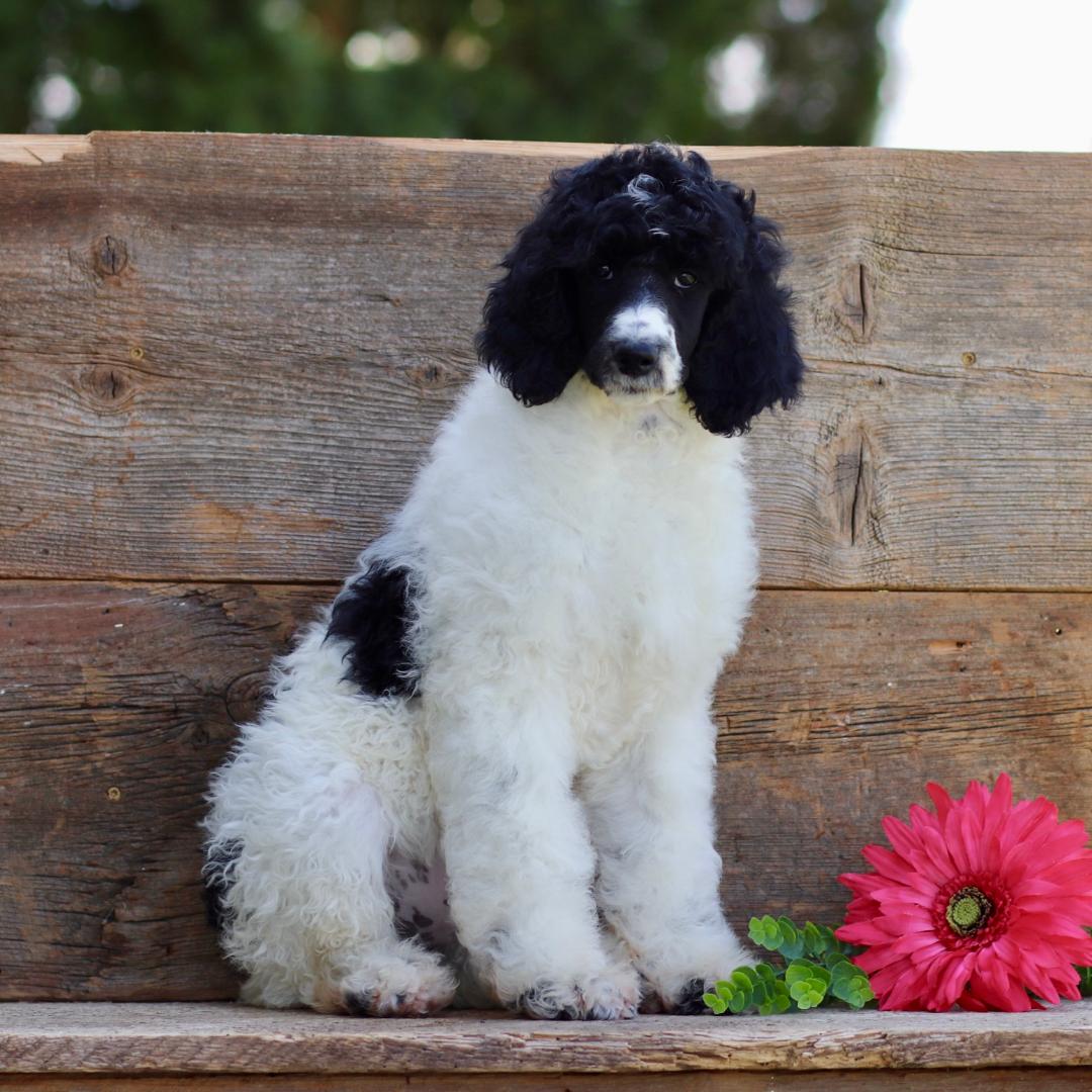 puppy, for, sale, Standard Poodle, John  Stoltzfus, dog, breeder, Christiana, PA, dog-breeder, puppy-for-sale, forsale, nearby, find, puppyfind, locator, puppylocator, aca