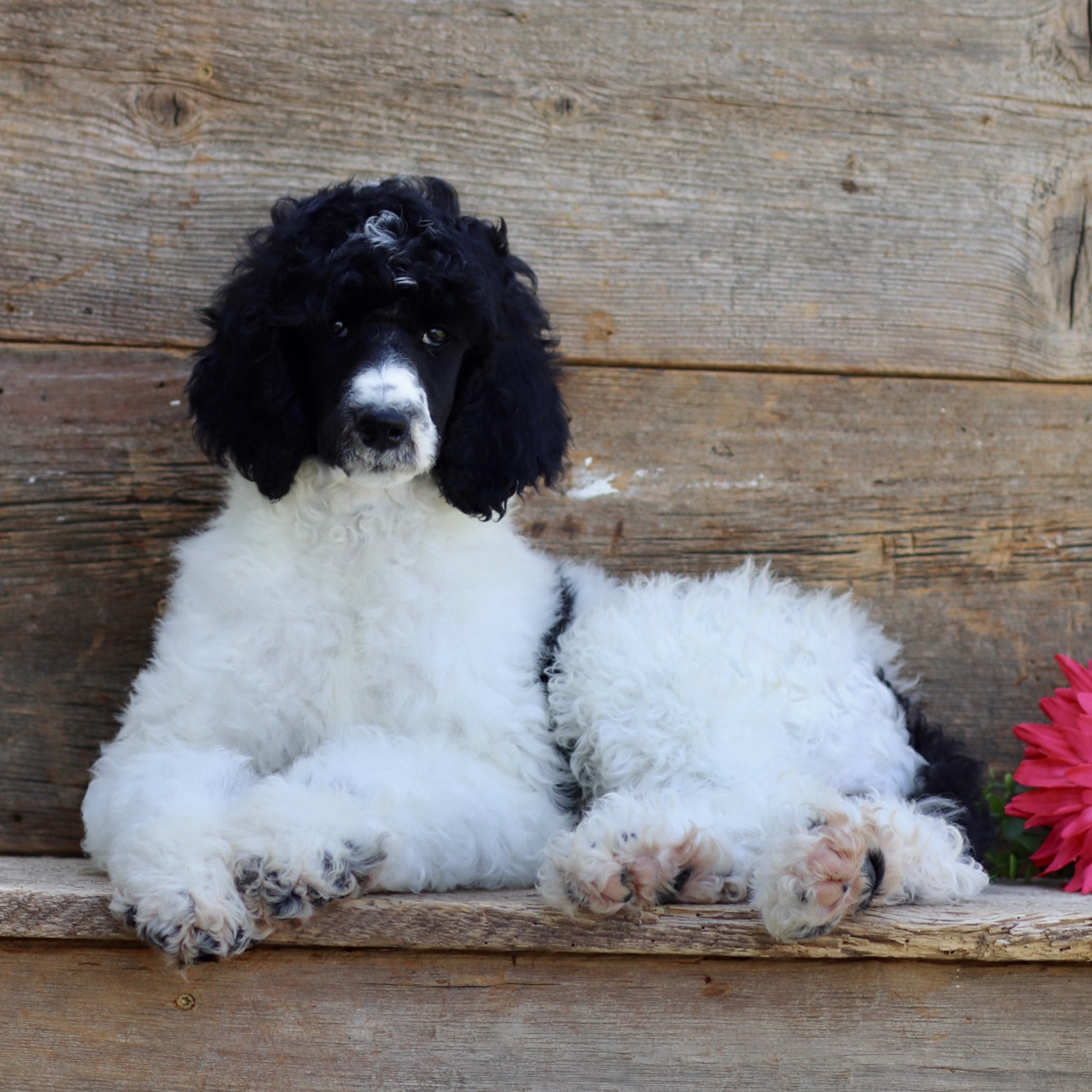 puppy, for, sale, Standard Poodle, John  Stoltzfus, dog, breeder, Christiana, PA, dog-breeder, puppy-for-sale, forsale, nearby, find, puppyfind, locator, puppylocator, aca