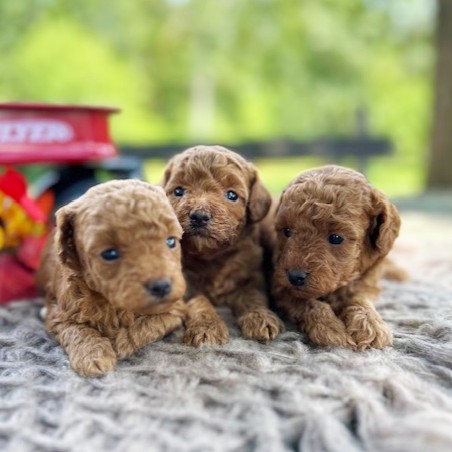 puppy, for, sale, Toy Poodle, Daniel J. Stoltzfoos, dog, breeder, Coatesville, PA, dog-breeder, puppy-for-sale, forsale, nearby, find, puppyfind, locator, puppylocator, aca