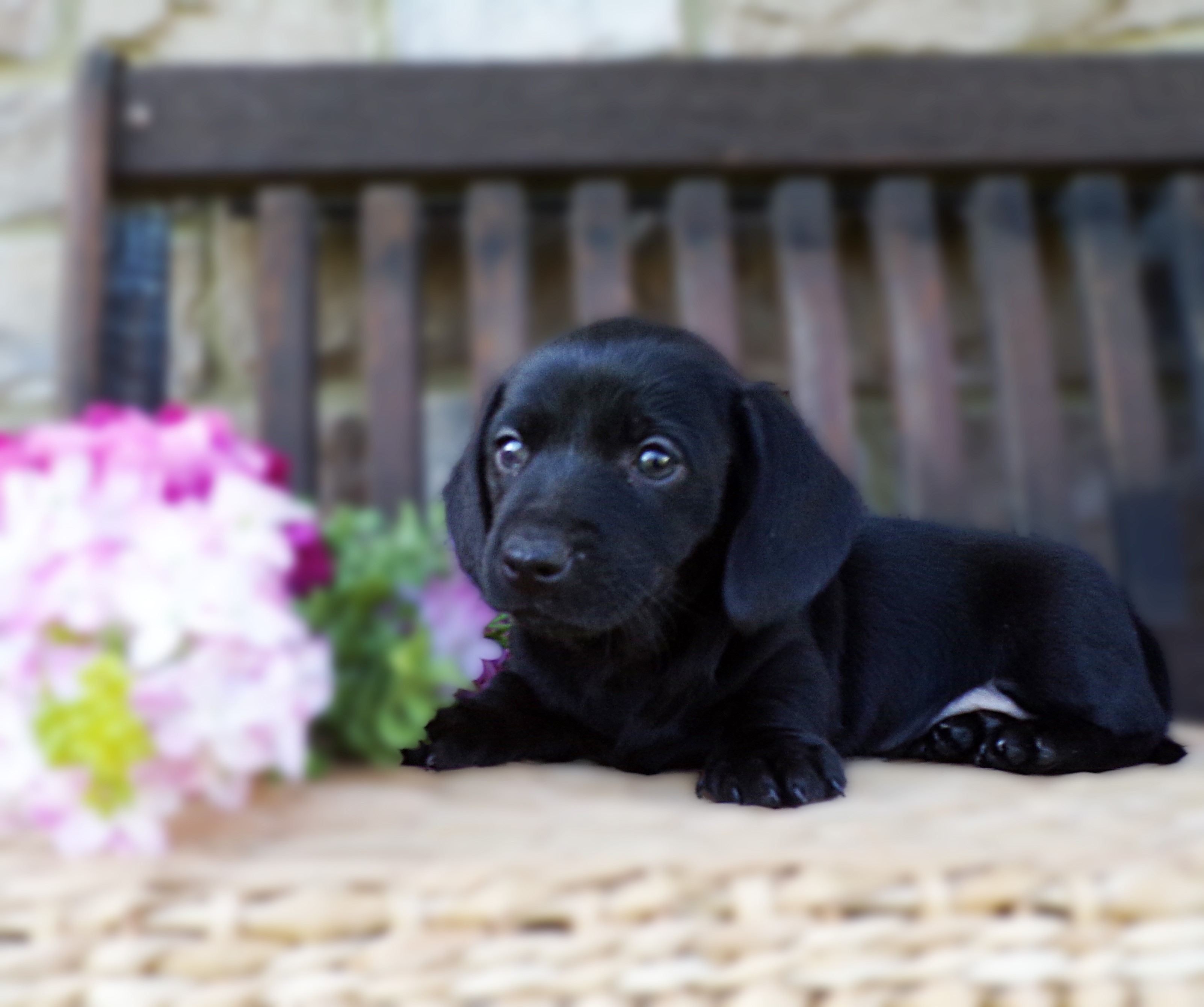 puppy, for, sale, Miniature Dachshund, Marvin  Ebersol, dog, breeder, New Holland, PA, dog-breeder, puppy-for-sale, forsale, nearby, find, puppyfind, locator, puppylocator, aca