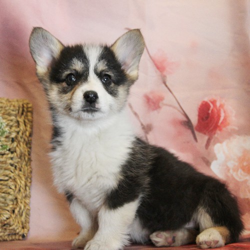 puppy, for, sale, Pembroke Welsh Corgi, Melvin  Fisher, dog, breeder, Coatesville, PA, dog-breeder, puppy-for-sale, forsale, nearby, find, puppyfind, locator, puppylocator, aca