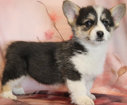 puppy, for, sale, Pembroke Welsh Corgi, Melvin  Fisher, dog, breeder, Coatesville, PA, dog-breeder, puppy-for-sale, forsale, nearby, find, puppyfind, locator, puppylocator, aca