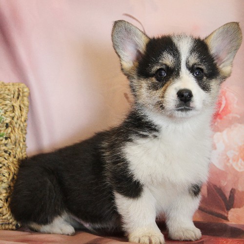 puppy, for, sale, Pembroke Welsh Corgi, Melvin  Fisher, dog, breeder, Coatesville, PA, dog-breeder, puppy-for-sale, forsale, nearby, find, puppyfind, locator, puppylocator, aca