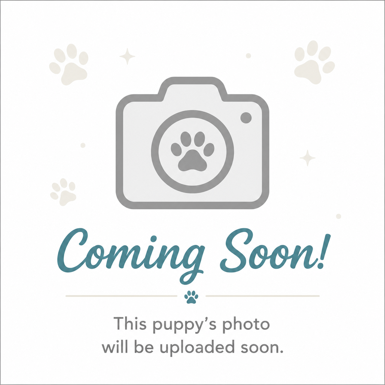 puppy, for, sale, Bichon Frise, E. PATIENCE  GOWAN, dog, breeder, TOWNSEND, DE, dog-breeder, puppy-for-sale, forsale, nearby, find, puppyfind, locator, puppylocator, aca