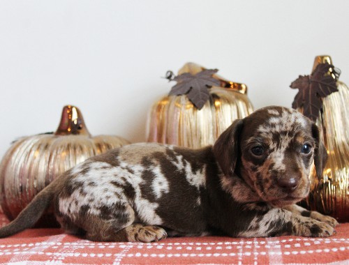 puppy, for, sale, Dachshund, Melvin  King, dog, breeder, Honey Brook, PA, dog-breeder, puppy-for-sale, forsale, nearby, find, puppyfind, locator, puppylocator, aca