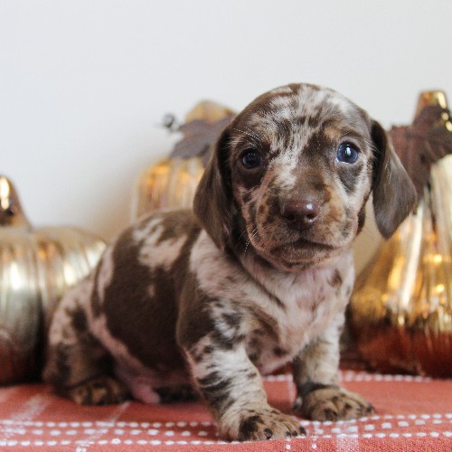 puppy, for, sale, Dachshund, Melvin  King, dog, breeder, Honey Brook, PA, dog-breeder, puppy-for-sale, forsale, nearby, find, puppyfind, locator, puppylocator, aca