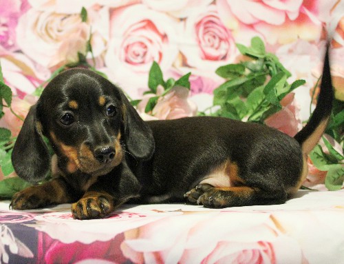 puppy, for, sale, Dachshund, Melvin  King, dog, breeder, Honey Brook, PA, dog-breeder, puppy-for-sale, forsale, nearby, find, puppyfind, locator, puppylocator, aca
