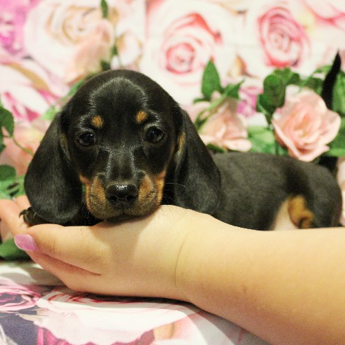puppy, for, sale, Dachshund, Melvin  King, dog, breeder, Honey Brook, PA, dog-breeder, puppy-for-sale, forsale, nearby, find, puppyfind, locator, puppylocator, aca