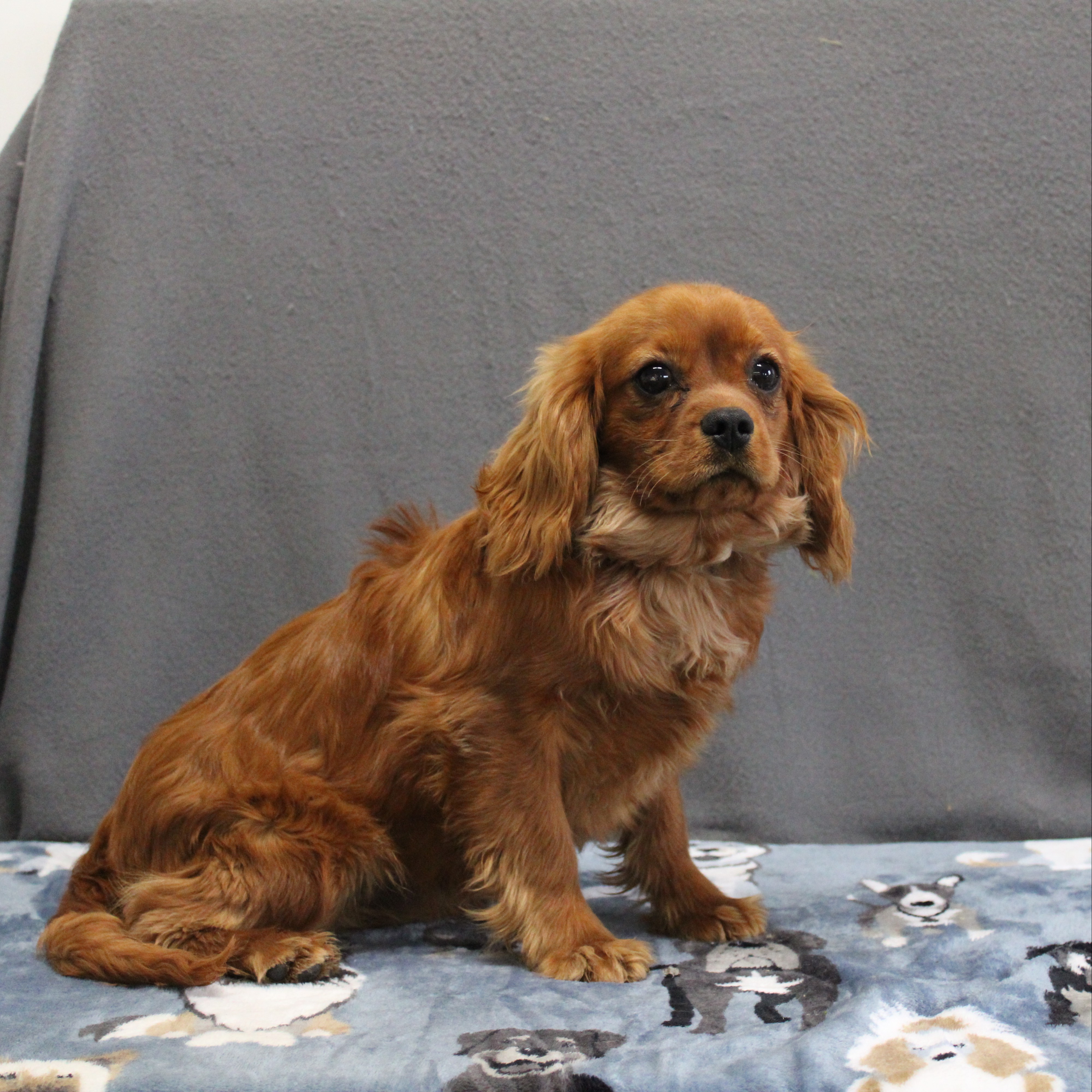 puppy, for, sale, Cavalier King Charles Spaniel, Ivan J. Stoltzfus, dog, breeder, Dornsife, PA, dog-breeder, puppy-for-sale, forsale, nearby, find, puppyfind, locator, puppylocator, aca