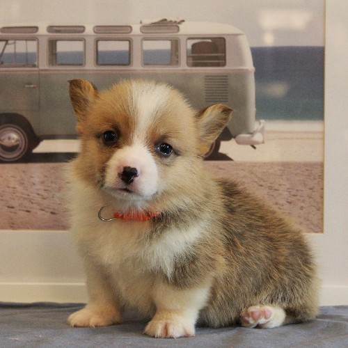 puppy, for, sale, Pembroke Welsh Corgi, Melvin  Fisher, dog, breeder, Coatesville, PA, dog-breeder, puppy-for-sale, forsale, nearby, find, puppyfind, locator, puppylocator, aca