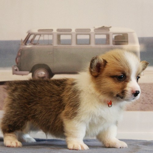 puppy, for, sale, Pembroke Welsh Corgi, Melvin  Fisher, dog, breeder, Coatesville, PA, dog-breeder, puppy-for-sale, forsale, nearby, find, puppyfind, locator, puppylocator, aca