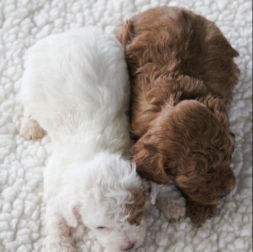 puppy, for, sale, Cavapoo, Daniel J. Stoltzfoos, dog, breeder, Coatesville, PA, dog-breeder, puppy-for-sale, forsale, nearby, find, puppyfind, locator, puppylocator, aca