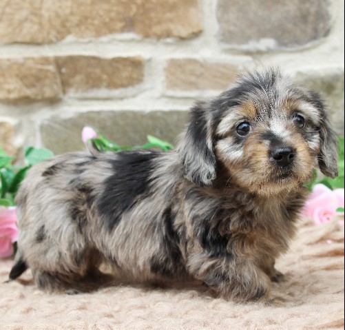 puppy, for, sale, Dachshund, Steven Jay Stoltzfus, dog, breeder, Gap, PA, dog-breeder, puppy-for-sale, forsale, nearby, find, puppyfind, locator, puppylocator, aca