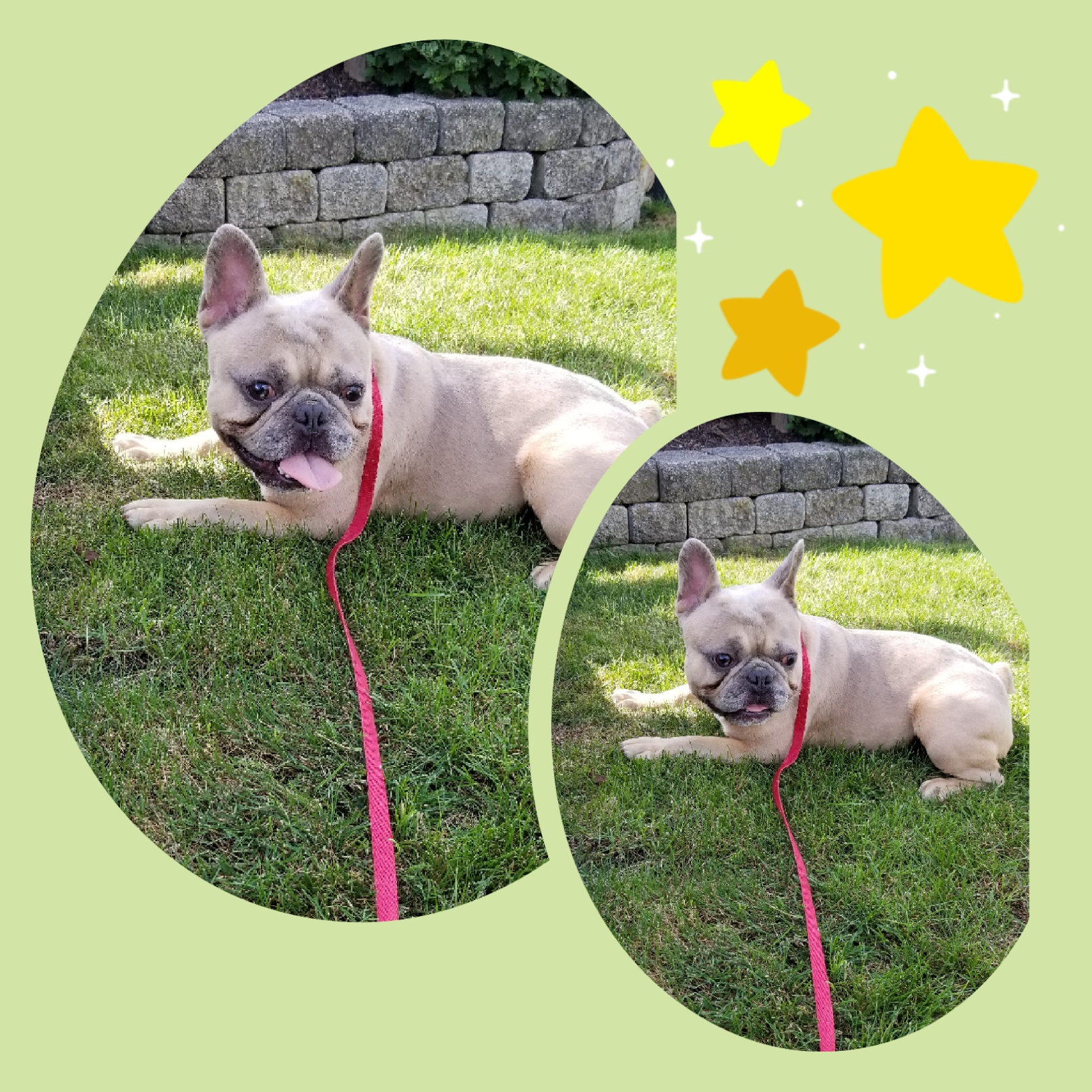 puppy, for, sale, Frenchton, Loren & Elaine  Nolt, dog, breeder, East Earl, PA, dog-breeder, puppy-for-sale, forsale, nearby, find, puppyfind, locator, puppylocator, aca