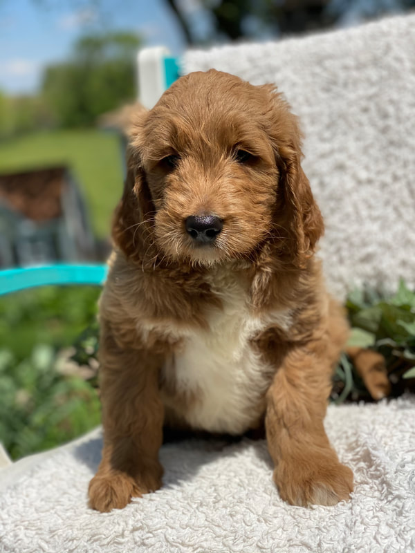 puppy, for, sale, F1 Standard Goldendoodle, Sadie  Riehl, dog, breeder, Gap, PA, dog-breeder, puppy-for-sale, forsale, nearby, find, puppyfind, locator, puppylocator, aca