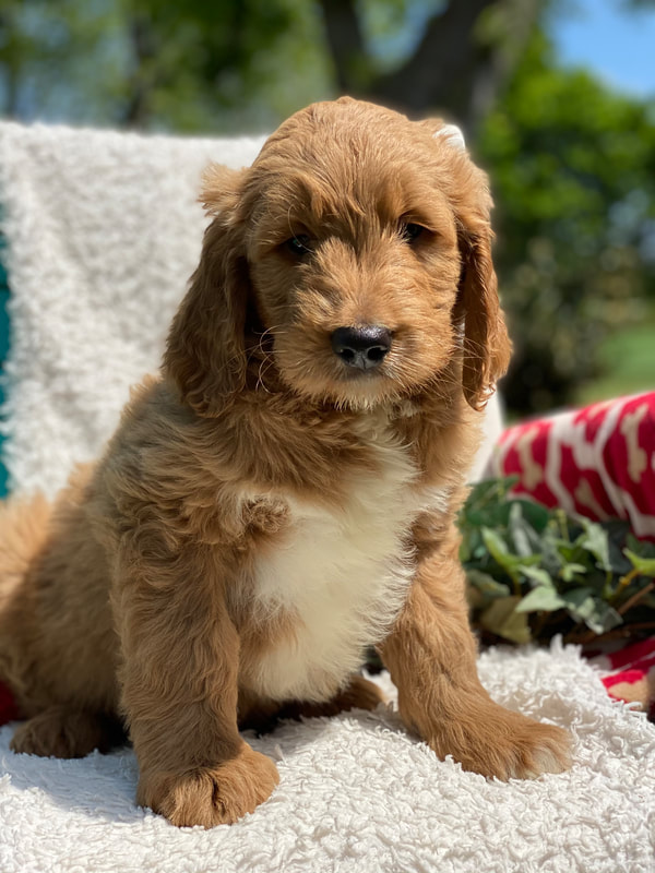 puppy, for, sale, F1 Standard Goldendoodle, Sadie  Riehl, dog, breeder, Gap, PA, dog-breeder, puppy-for-sale, forsale, nearby, find, puppyfind, locator, puppylocator, aca