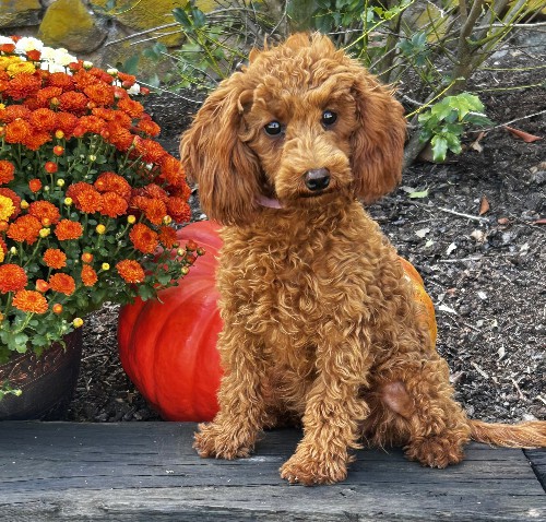 puppy, for, sale, Toy Poodle, Melvin  Fisher, dog, breeder, Coatesville, PA, dog-breeder, puppy-for-sale, forsale, nearby, find, puppyfind, locator, puppylocator, aca