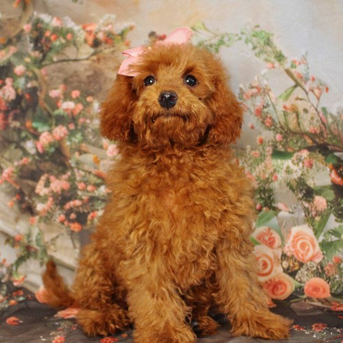 puppy, for, sale, Toy Poodle, Melvin  Fisher, dog, breeder, Coatesville, PA, dog-breeder, puppy-for-sale, forsale, nearby, find, puppyfind, locator, puppylocator, aca