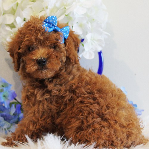 puppy, for, sale, Toy Poodle, Melvin  Fisher, dog, breeder, Coatesville, PA, dog-breeder, puppy-for-sale, forsale, nearby, find, puppyfind, locator, puppylocator, aca