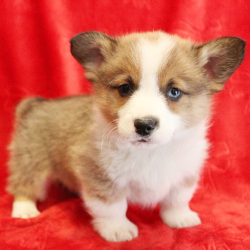puppy, for, sale, Pembroke Welsh Corgi, Melvin  Fisher, dog, breeder, Coatesville, PA, dog-breeder, puppy-for-sale, forsale, nearby, find, puppyfind, locator, puppylocator, aca