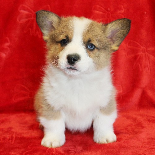 puppy, for, sale, Pembroke Welsh Corgi, Melvin  Fisher, dog, breeder, Coatesville, PA, dog-breeder, puppy-for-sale, forsale, nearby, find, puppyfind, locator, puppylocator, aca