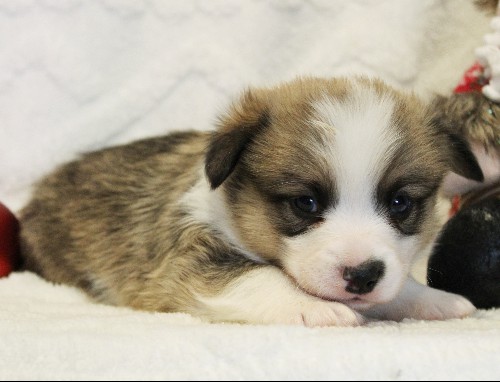 puppy, for, sale, Pembroke Welsh Corgi, Melvin  Fisher, dog, breeder, Coatesville, PA, dog-breeder, puppy-for-sale, forsale, nearby, find, puppyfind, locator, puppylocator, aca