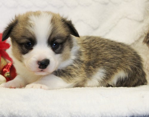 puppy, for, sale, Pembroke Welsh Corgi, Melvin  Fisher, dog, breeder, Coatesville, PA, dog-breeder, puppy-for-sale, forsale, nearby, find, puppyfind, locator, puppylocator, aca