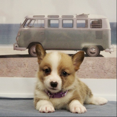 puppy, for, sale, Pembroke Welsh Corgi, Melvin  Fisher, dog, breeder, Coatesville, PA, dog-breeder, puppy-for-sale, forsale, nearby, find, puppyfind, locator, puppylocator, aca