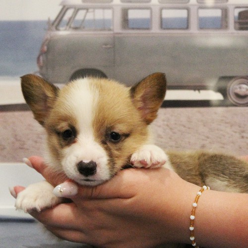 puppy, for, sale, Pembroke Welsh Corgi, Melvin  Fisher, dog, breeder, Coatesville, PA, dog-breeder, puppy-for-sale, forsale, nearby, find, puppyfind, locator, puppylocator, aca