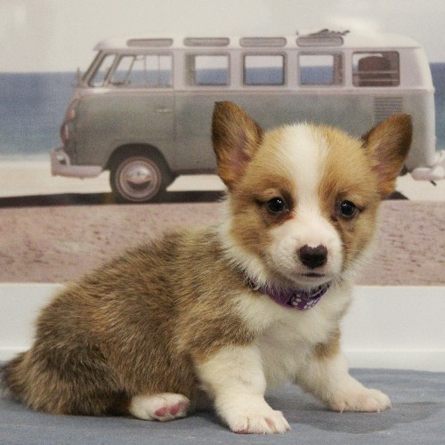 puppy, for, sale, Pembroke Welsh Corgi, Melvin  Fisher, dog, breeder, Coatesville, PA, dog-breeder, puppy-for-sale, forsale, nearby, find, puppyfind, locator, puppylocator, aca