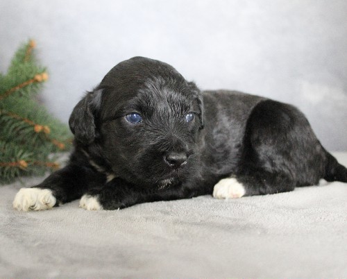 puppy, for, sale, Portuguese Water Dog, Steven Jay Stoltzfus, dog, breeder, Gap, PA, dog-breeder, puppy-for-sale, forsale, nearby, find, puppyfind, locator, puppylocator, aca