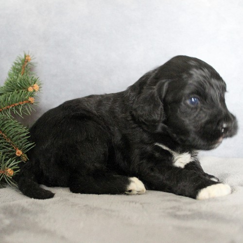 puppy, for, sale, Portuguese Water Dog, Steven Jay Stoltzfus, dog, breeder, Gap, PA, dog-breeder, puppy-for-sale, forsale, nearby, find, puppyfind, locator, puppylocator, aca