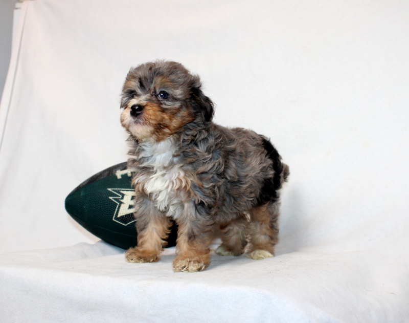 puppy, for, sale, Mini Bernedoodle F2, Matthew B. Stoltzfus, dog, breeder, Gap, PA, dog-breeder, puppy-for-sale, forsale, nearby, find, puppyfind, locator, puppylocator, aca