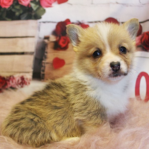 puppy, for, sale, Pembroke Welsh Corgi, Melvin  Fisher, dog, breeder, Coatesville, PA, dog-breeder, puppy-for-sale, forsale, nearby, find, puppyfind, locator, puppylocator, aca